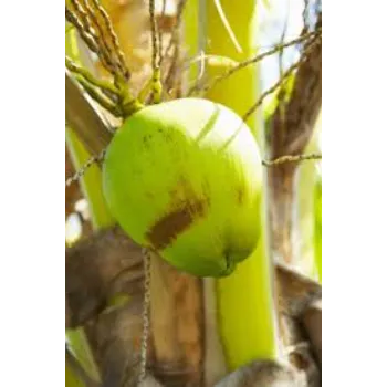 Perfect Coconut Plant 
